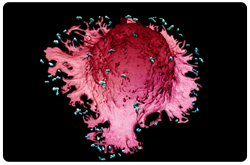 Macrófago envolviendo bacterias, como parte de la respuesta del sistema inmune a una infección