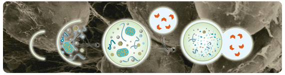 La autofagia es un proceso celular conservado crítico para mantener la homeostasis celular