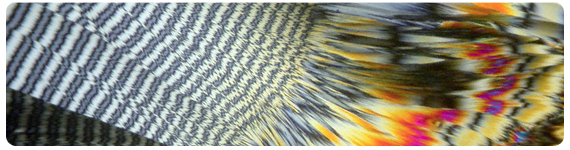 Microfotografía del Colesterol con luz polarizada