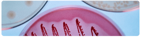 Los genomas de los alimentos interactúa con el genoma humano, ya sea directamente o mediado por la interfase con el metagenoma microbiano intestinal Los genomas de los alimentos interactúa con el genoma humano, ya sea directamente o mediado por la interfase con el metagenoma microbiano intestinal