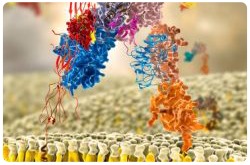 Modelo molecular del receptor de la insulina