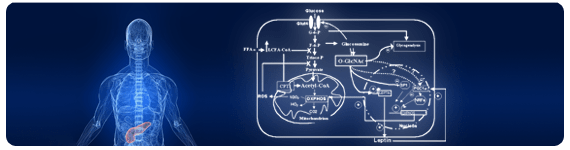 Datos recientes indican que los humanos muestran una reducción en la ingestión de alimento luego de un incremento en la insulina central
