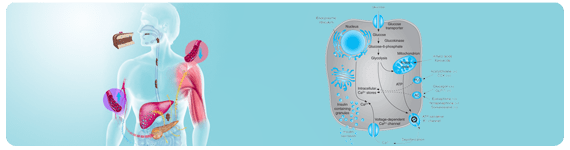 Los sistemas de órganos involucrados en la regulación del metabolismo de la glucosa incluyen: 1) el tracto gastrointestinal, 2) el sistema pancreático endocrino, 3) el sistema hepático, 4) el sistema nervioso central, y 5) los tejidos musculoesquelético y adiposo