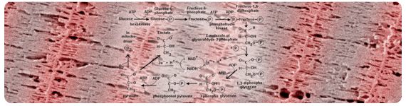 La glicólisis involucra varias reacciones mas que cualquier componente del sistema de fosfágeno, disminuyendo ligeramente la tasa máxima de regeneración de ATP La glicólisis involucra varias reacciones mas que cualquier componente del sistema de fosfágeno, disminuyendo ligeramente la tasa máxima de regeneración de ATP