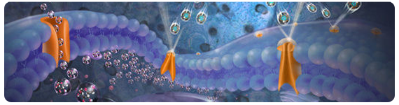Mecanismo de resistencia a la insulina