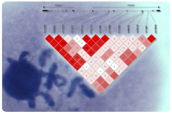 Asociaciones de SNP en los genes FADS con varios PUFA ω-6 y ω-3