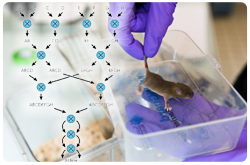 Las cepas endogámicas de ratón proporcionan un espectro de diversidad para la mayoría de los fenotipos