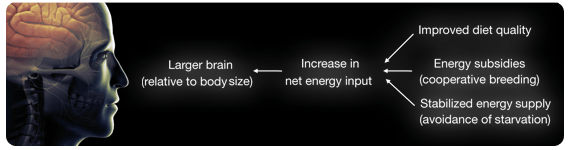 Los humanos tenemos dietas de mucha mayor calidad -más densas en energía y nutrimentos- que otros primates