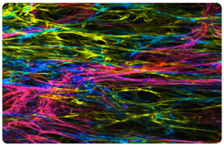 Matriz extracelular, formada por proteínas, entre ellas la fibronectina