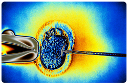 La deficiencia de vitamina D podría ser importante para las alteraciones endocrinas, incluyendo la fertilidad tanto en mujeres como en hombres