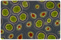 Microalgas Haematococcus spp. and Pandorina spp.