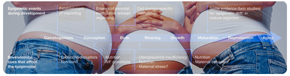 La salud y el estado nutricio maternos durante la gestación y la lactancia tiene efectos a largo plazo en los sistemas centrales y periféricos que regulan el balance energético en los hijos