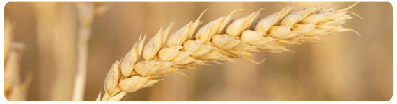 La enfermedad celiaca es una condición inflamatoria crónica común y heredable del intestino delgado, causada por la intolerancia permanente al gluten/gliadina (prolamina)