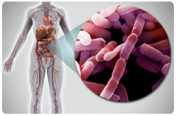 La microbiota intestinal puede jugar un papel intrigante en el desarrollo de la obesidad y las enfermedades asociadas a esta 