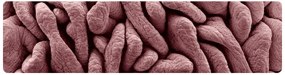 La microbiota es una colección de microorganismos que incluye bacterias, arqueas, virus y algunos eucariotas unicelulares